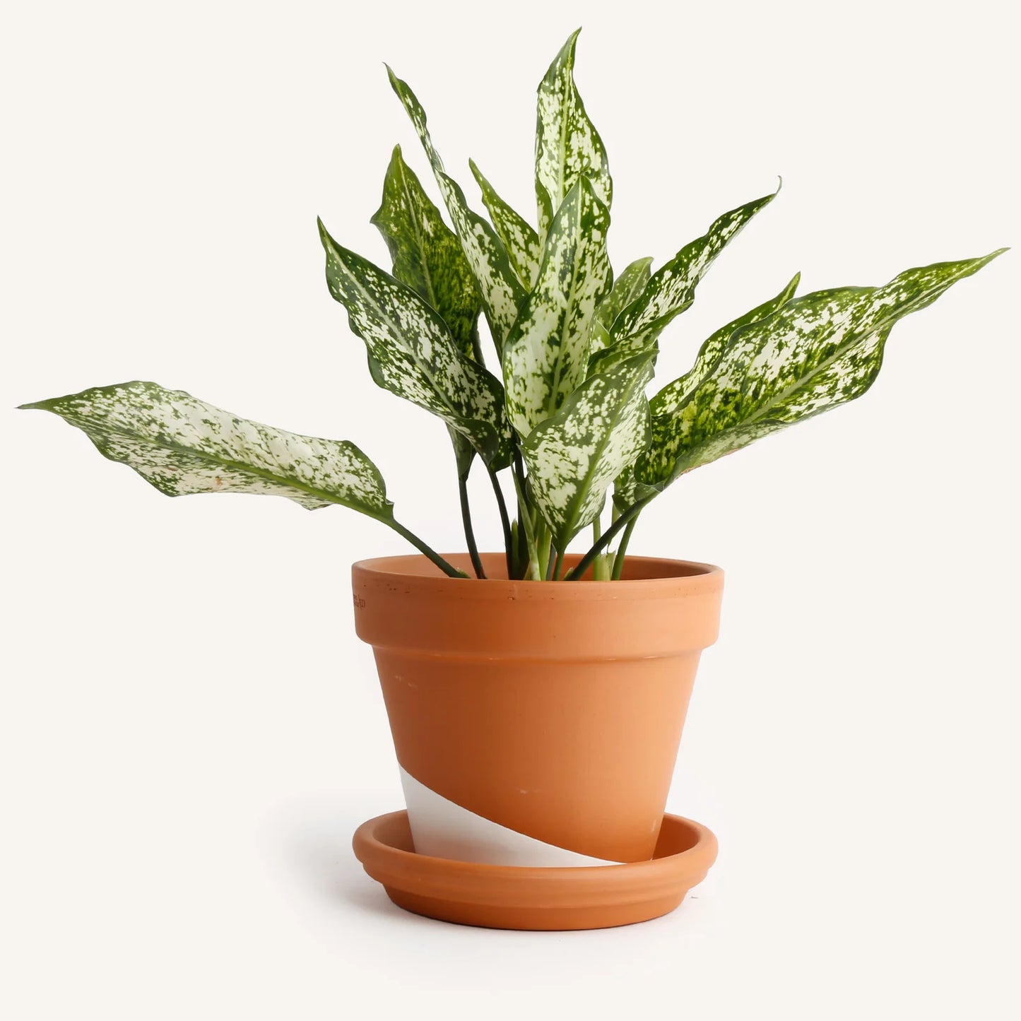 Aglaonema White Variegata