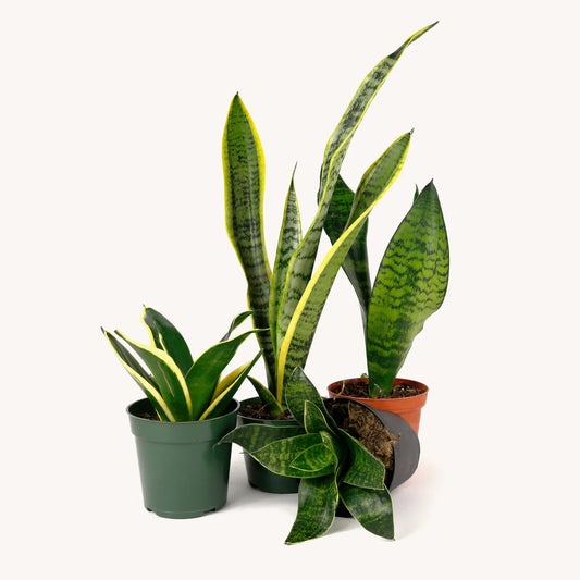 Sansevieria Snake, Dwarf