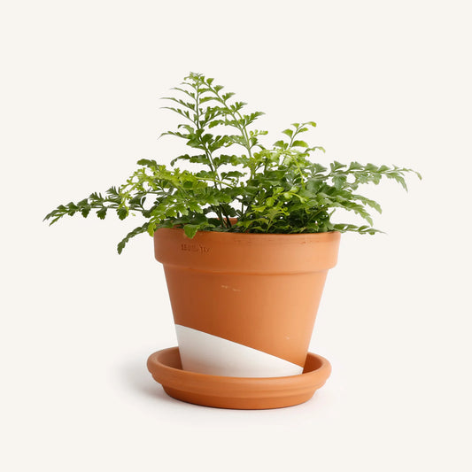 Austral Gem Fern